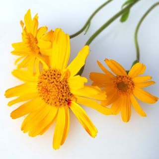 Arnica Montana