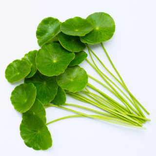 Centella Asiatica
